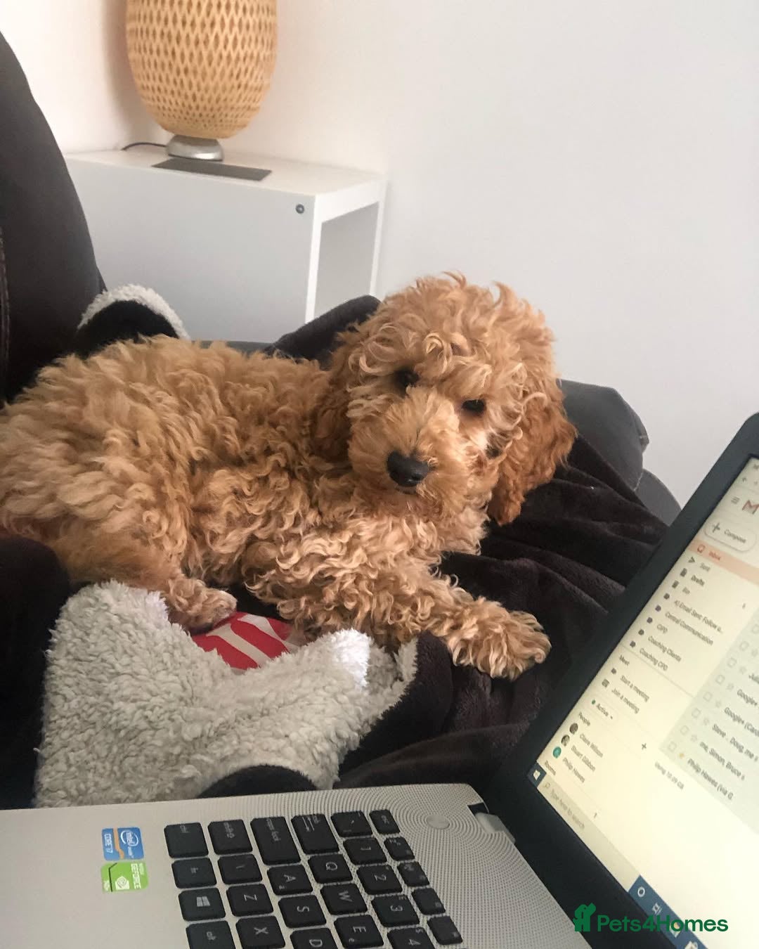 Cavapoo dogs for sale: Dexter the Cavapoo is looking for a new home - Advert 5