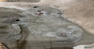 British Shorthair cats - Advert 9