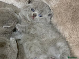 British Shorthair cats - Advert 18