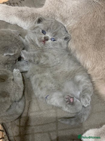 British Shorthair cats - Advert 14