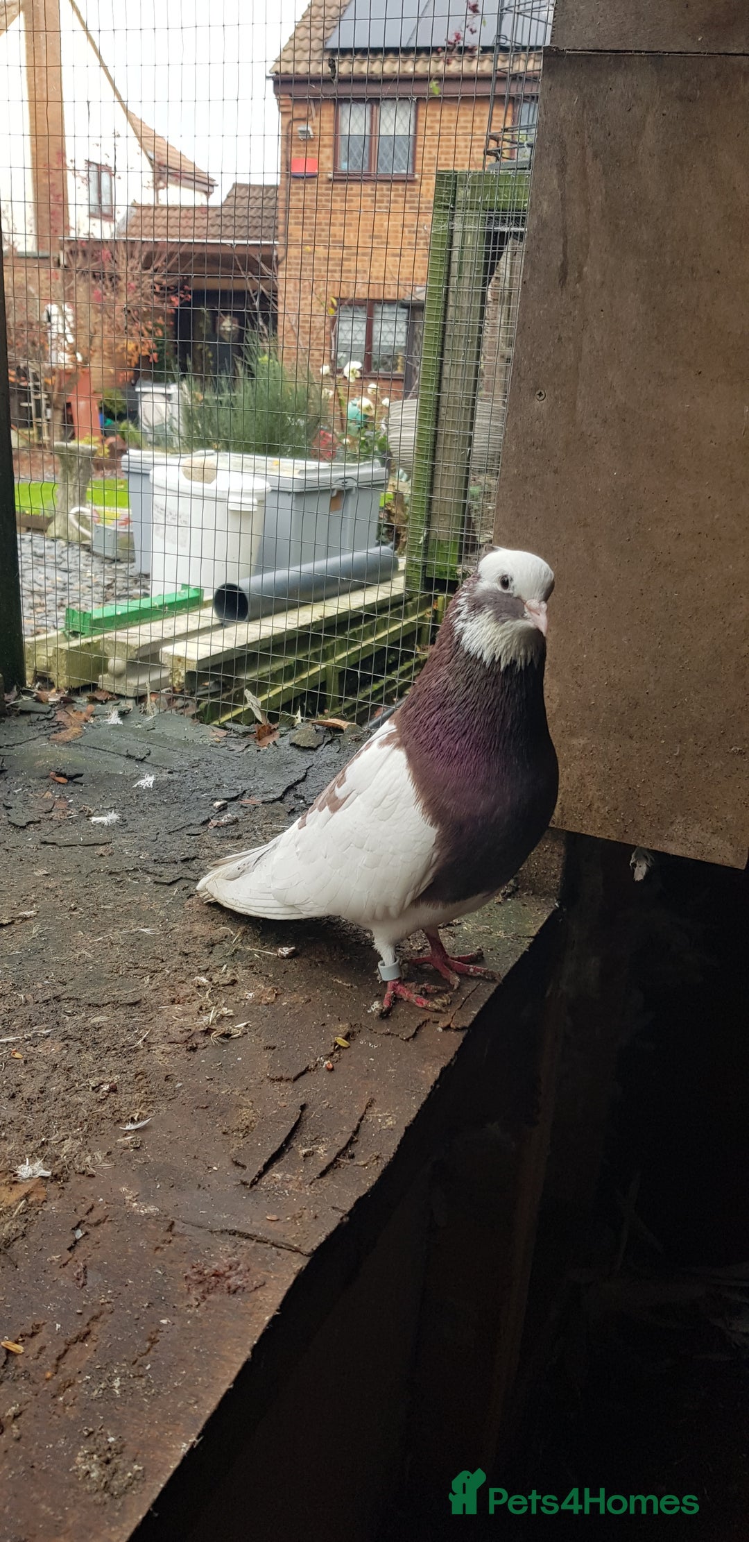 Pigeons birds for sale: Fantails and Iranian pigeons  - Advert 16