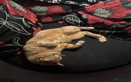 Bengal cats for sale: Male 2 year old cat  - Image 4