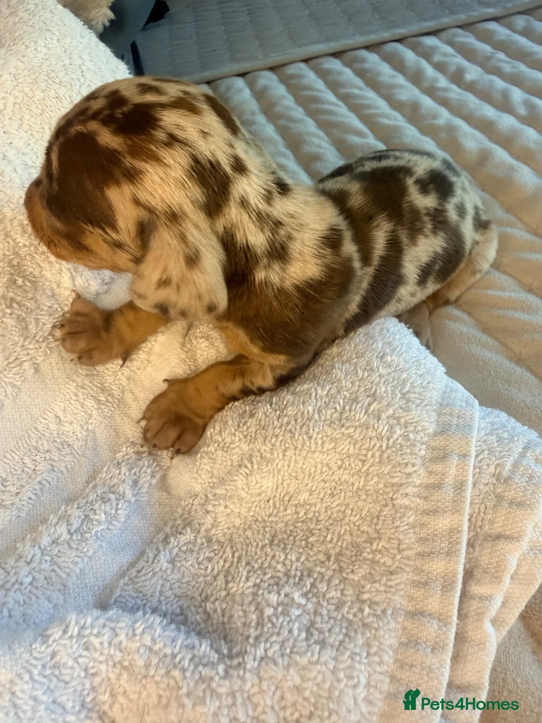 Miniature Dachshund dogs for sale: Miniature dachshund KC Registered  - Advert 2