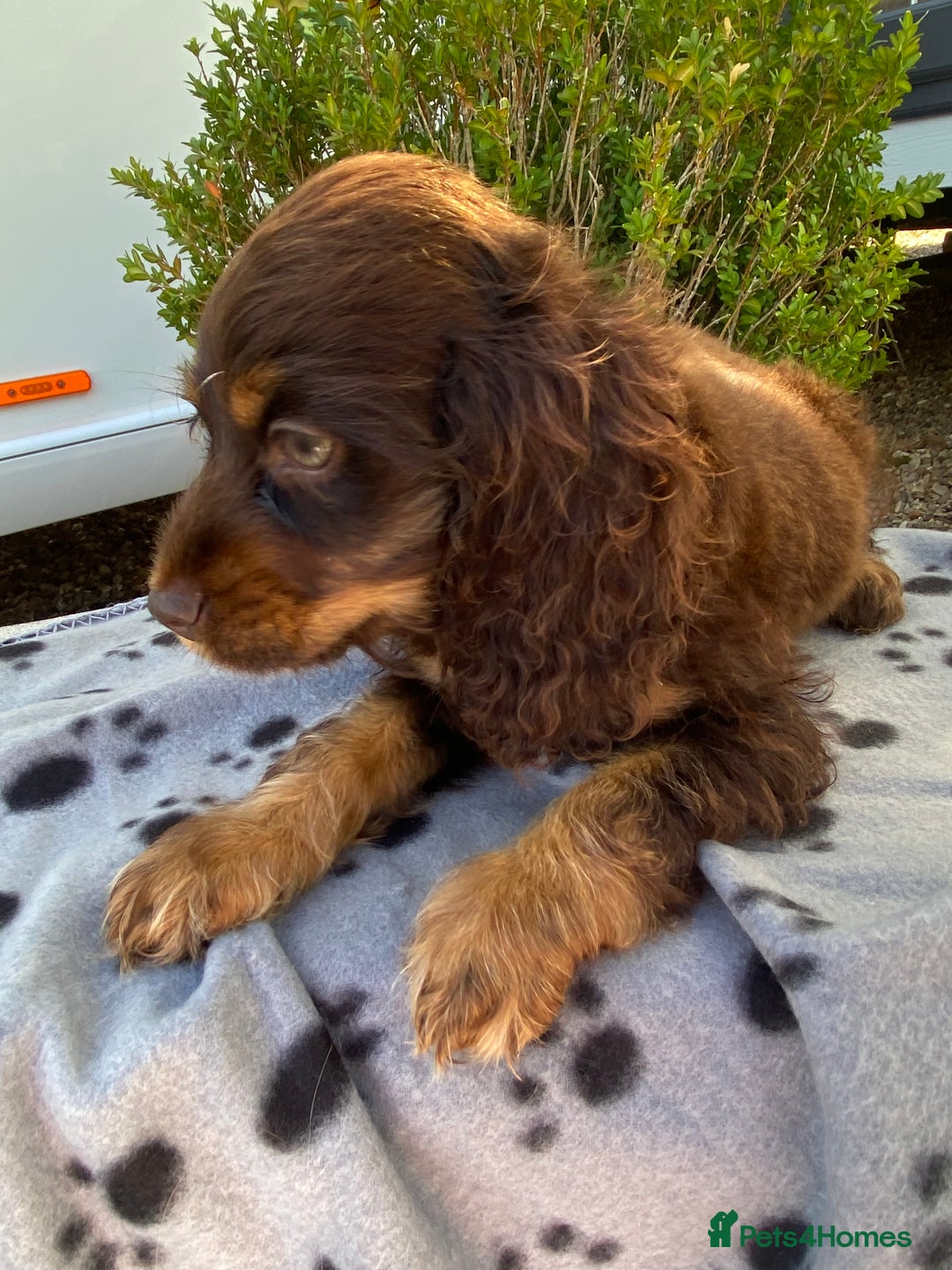 Cockapoo dogs for sale: Gorgeous American cockapoos  - Image 6