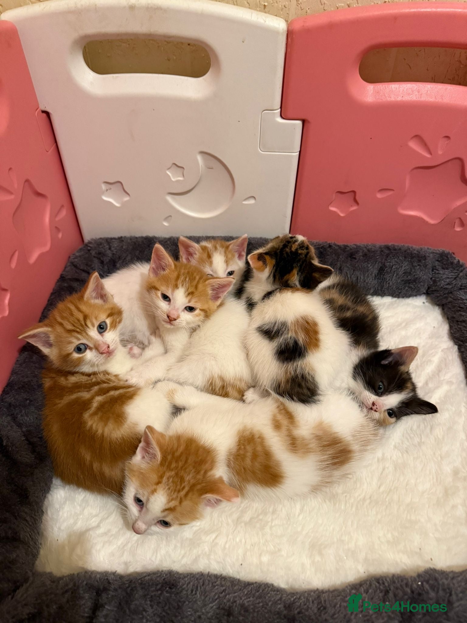 Mixed Breed cats Mixed breed kittens  - Advert 4