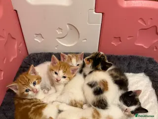 Mixed Breed cats Mixed breed kittens - Advert 17