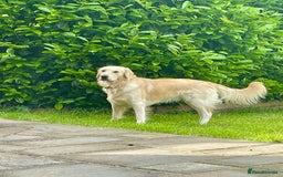 Golden Retriever dogs for stud: Milo - Golden Retriever for stud in Horsham - Image 4