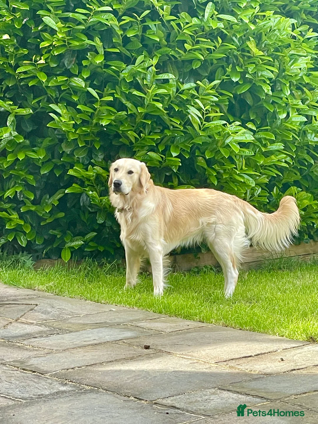 Golden Retriever dogs for stud: Milo - Golden Retriever for stud in Horsham - Advert 4