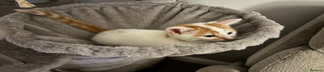 Domestic Shorthair Kitten 2