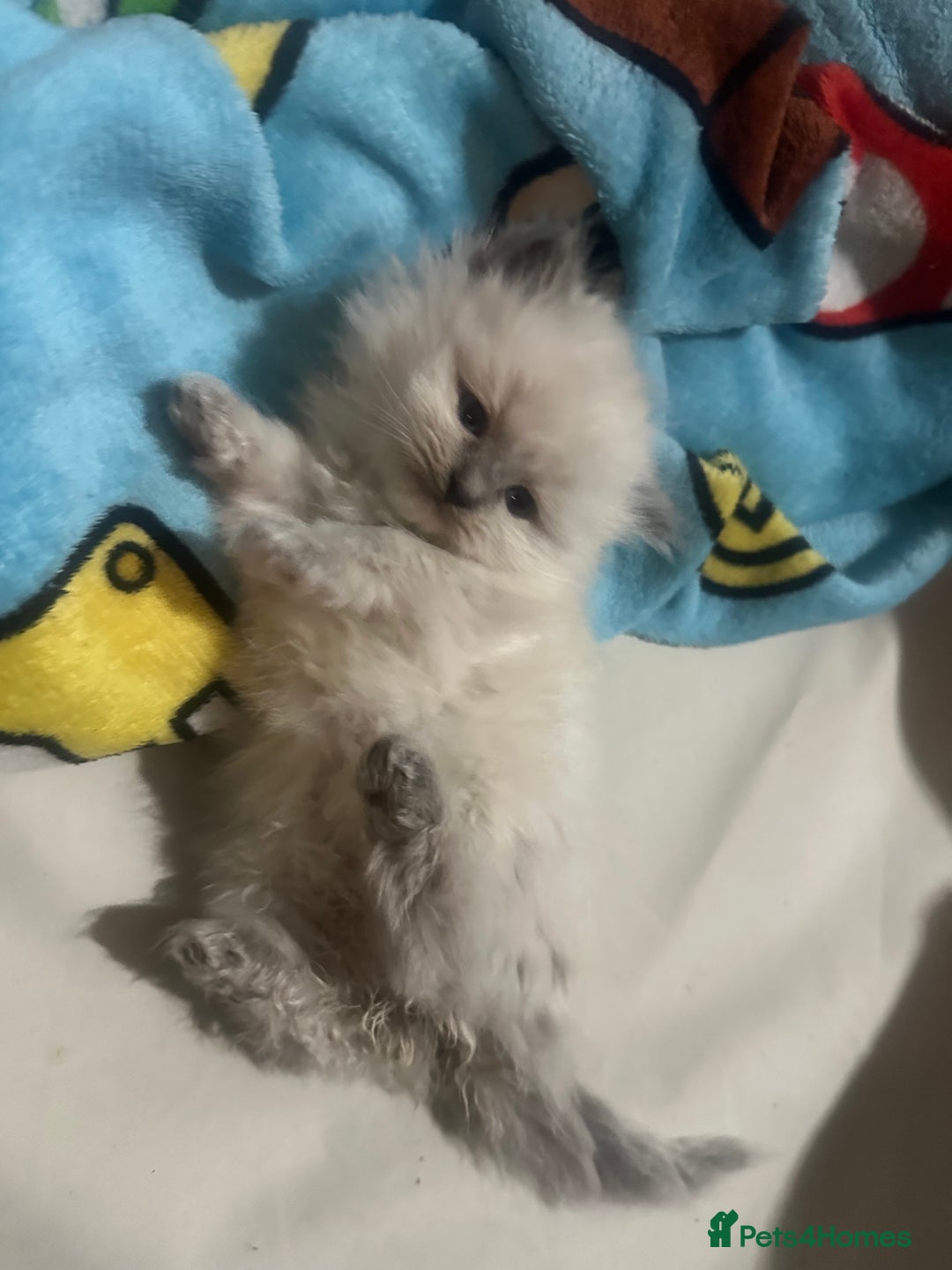 Ragdoll cats for sale: 5 blue eye fluffy ragdoll kittens  - Image 16