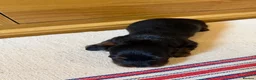 Miniature Dachshund dogs for sale: KC Long Haired Miniature Dachshund Puppies - Advert 24