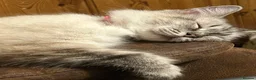 Mixed Breed cats for sale: Rag doll cross kittens - Advert 23