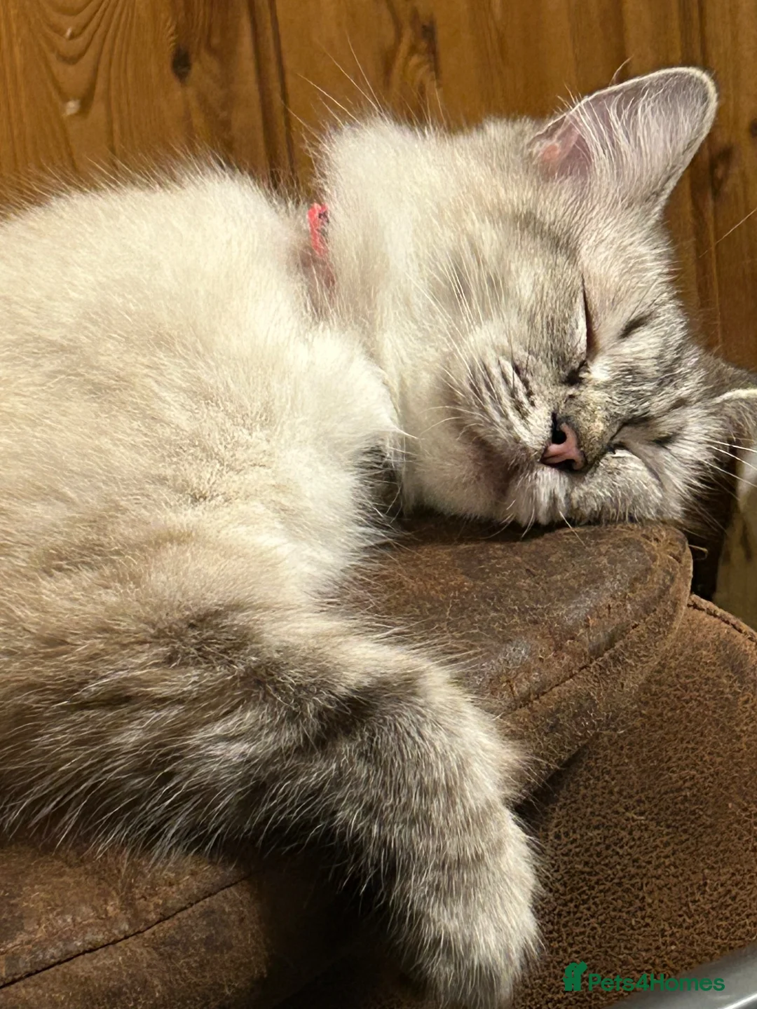 Mixed Breed cats for sale: Rag doll cross kittens - Advert 23