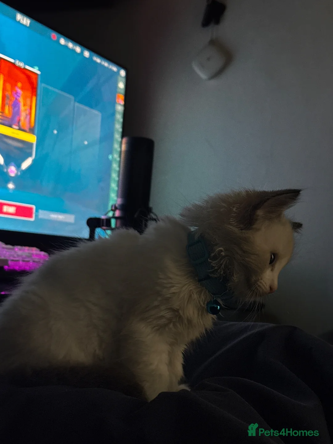 Ragdoll cats for sale: Cute Purebred Ragdoll in London - Advert 1