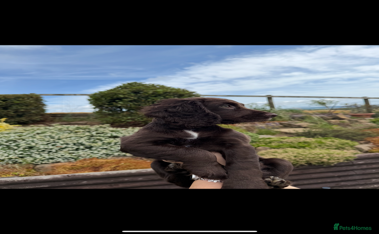 Cocker Spaniel dogs - Advert 12