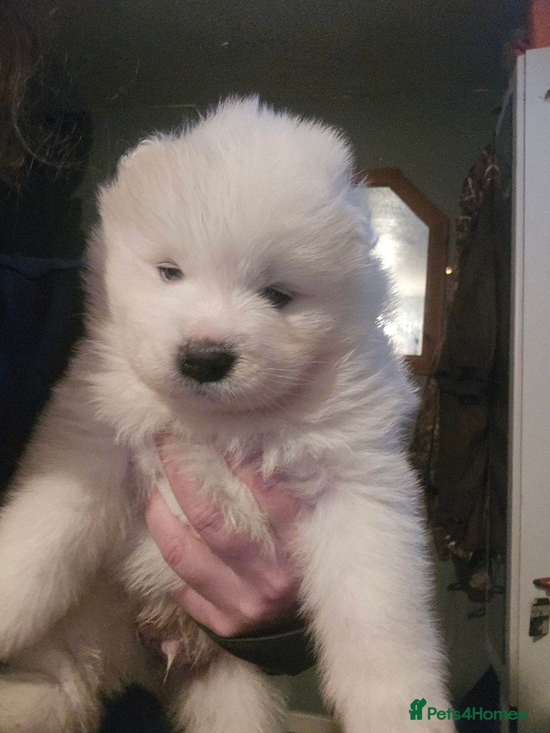 Samoyed dogs for sale: Registered samoyed puppies  - Advert 15