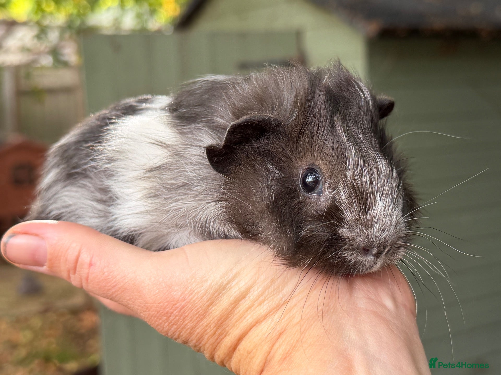 Guinea Pig rodents Male guinea pigs - Advert 2