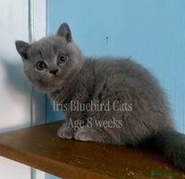 British Shorthair cats British Shorthair Blue male Kittens - Advert 4