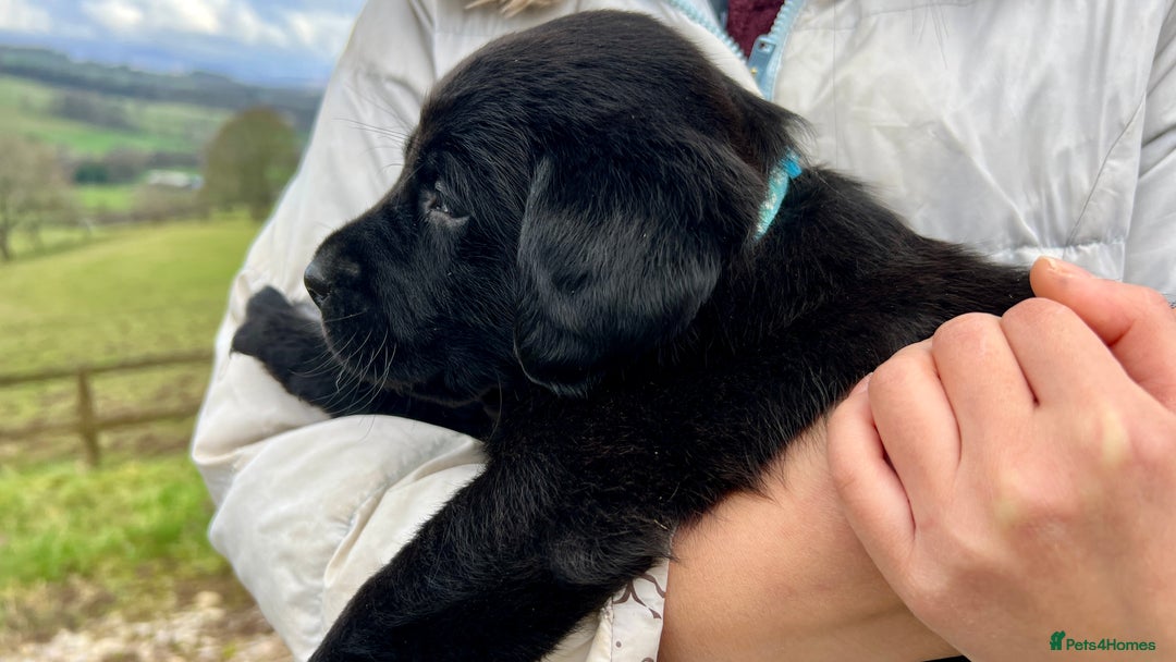 Labrador Retriever dogs for sale: KC Registered black Labrador Puppies for sale - Advert 15