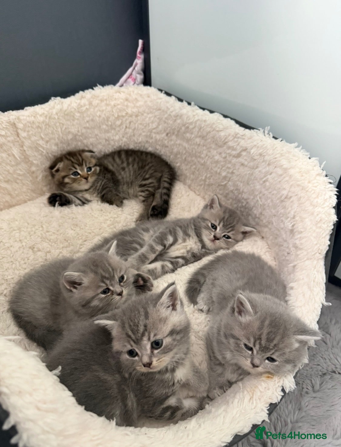 British Shorthair cats Beautiful British Shorthair Kittens  - Advert 2