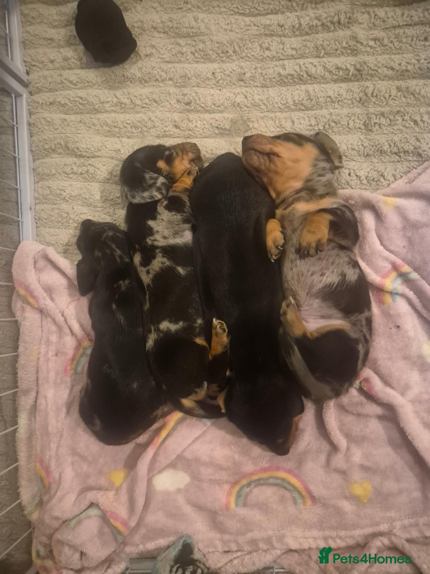 Miniature Dachshund dogs for sale: Beautiful miniature dachshund ❤️ 3 boys 1 girl  - Advert 5