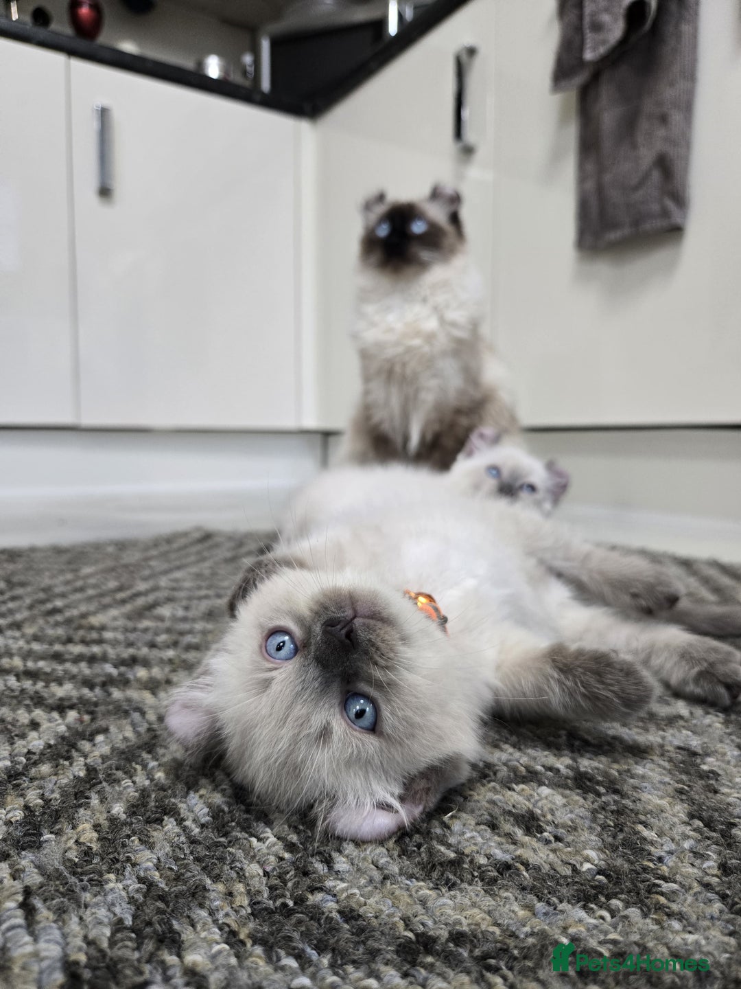 American Curl cats for sale: RARE, Unique, Affectionate American Curl Kittens!  - Advert 26