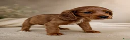 Mixed Breed dogs for sale: Cavapoo x Cocker pups Merle, chocolate, tri, tan - Advert 3