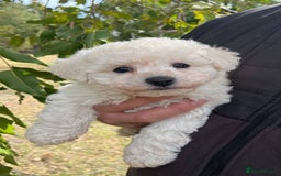 Bichon Frise dogs for sale: Expand-cuddly bichon frise - Image 4