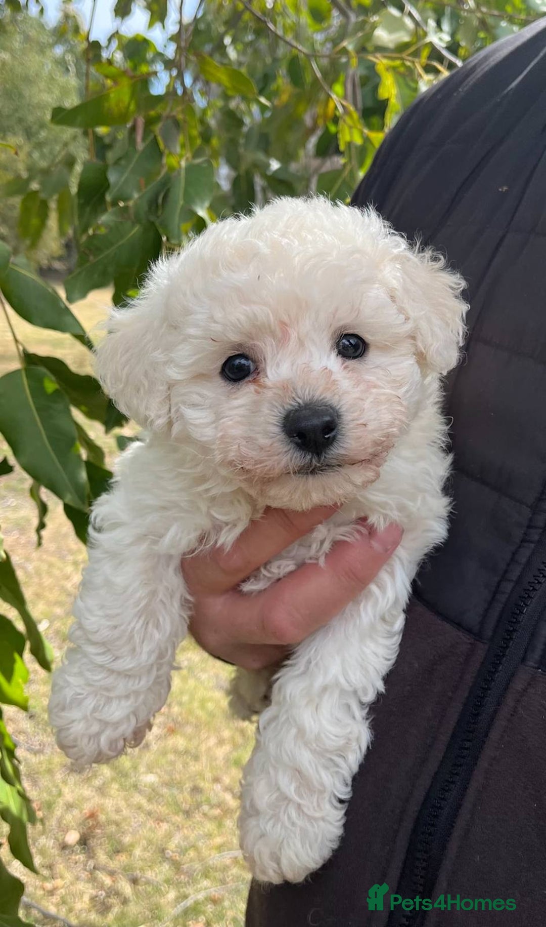 Bichon Frise dogs for sale: Expand-cuddly bichon frise - Image 4