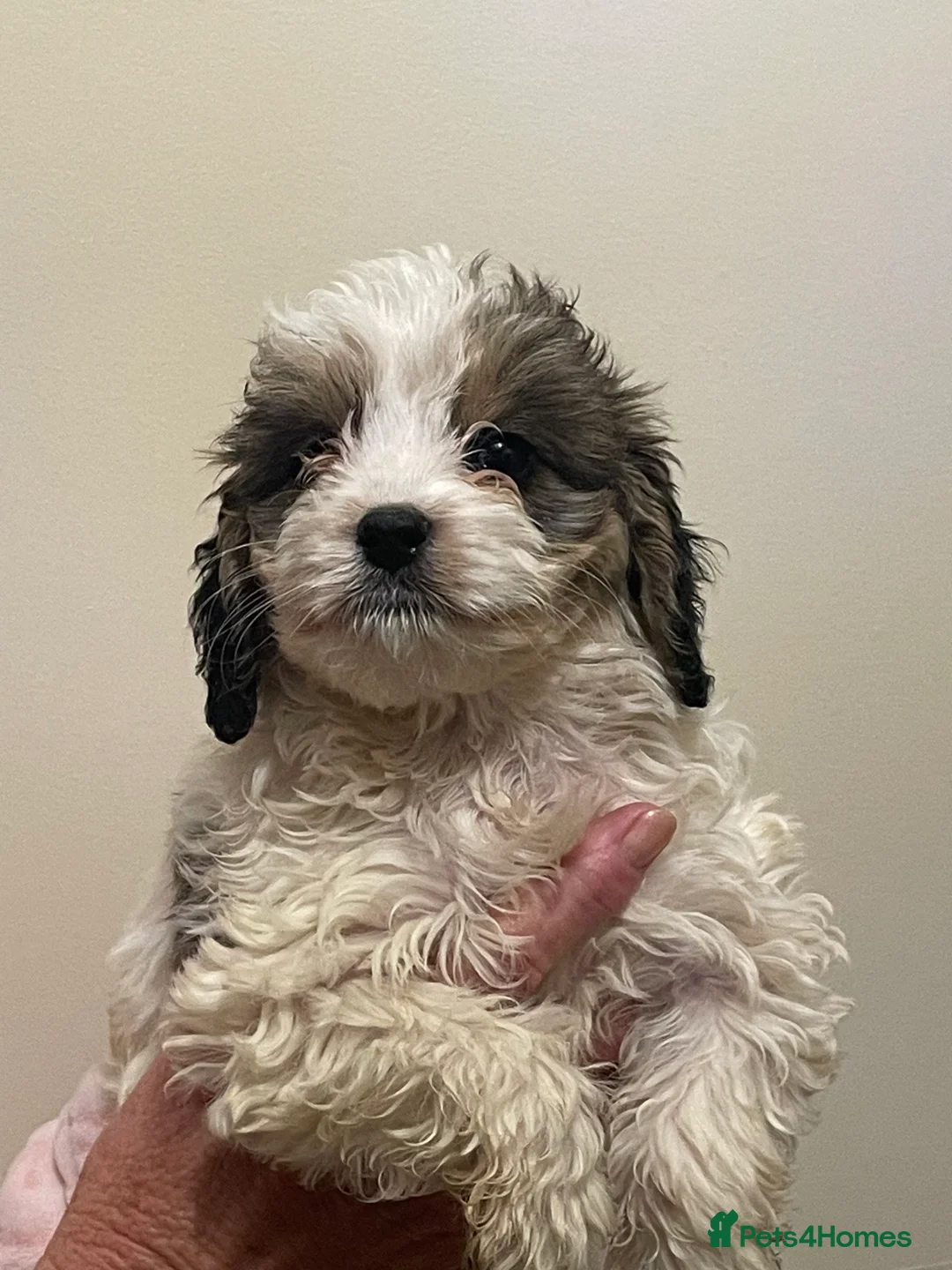 Cockapoo dogs for sale:  Cockapoo Puppies Ready for Loving Homes  - Advert 12