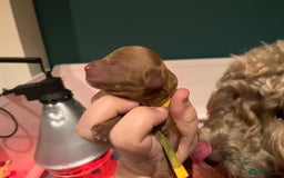 Australian Labradoodle dogs for sale: Healthy tested true Australian Labradoodle pups - Image 11