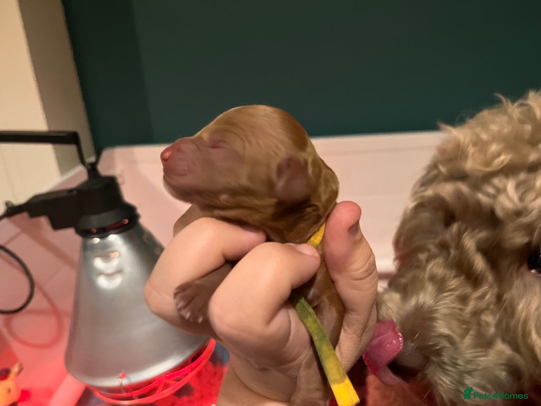 Australian Labradoodle dogs for sale: Healthy tested true Australian Labradoodle pups - Image 11