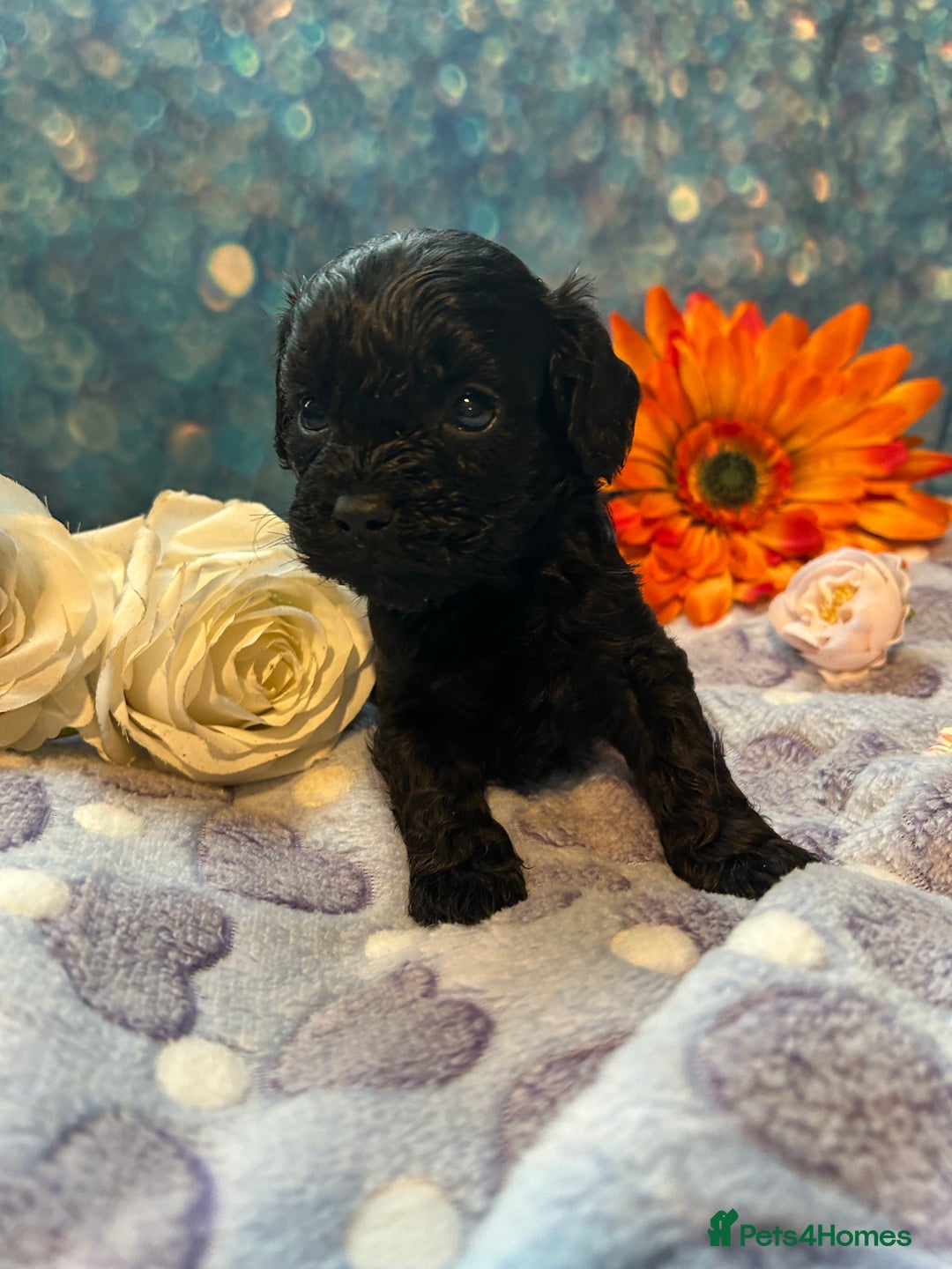 Cavapoo dogs for sale: F1 Cavapoo puppies 🐶  - Advert 5