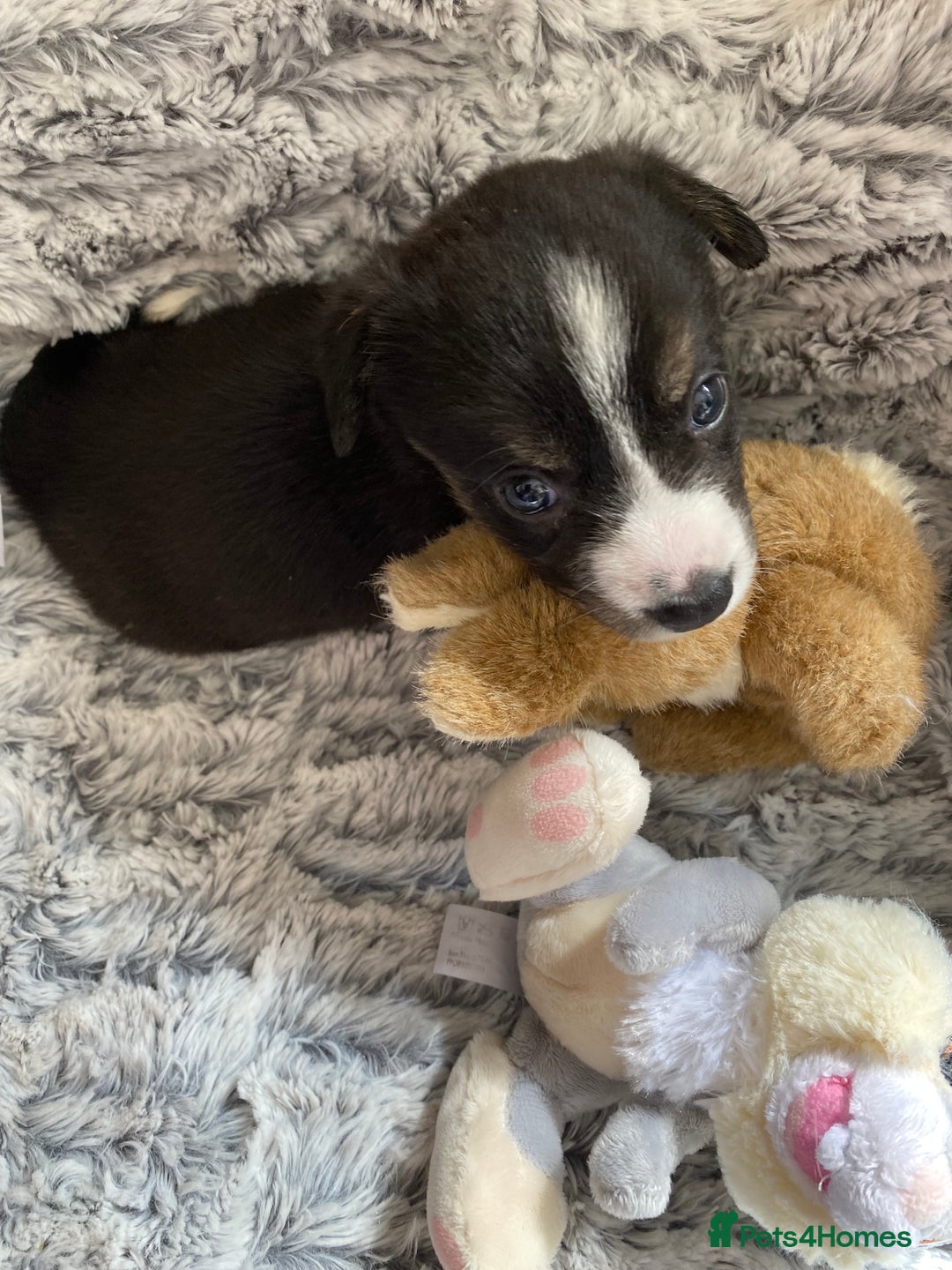 Welsh Corgi Cardigan dogs for sale: WELSH CARDIGAN CORGI BABIES FROM 5 ⭐ LICENSED HOME - Image 9