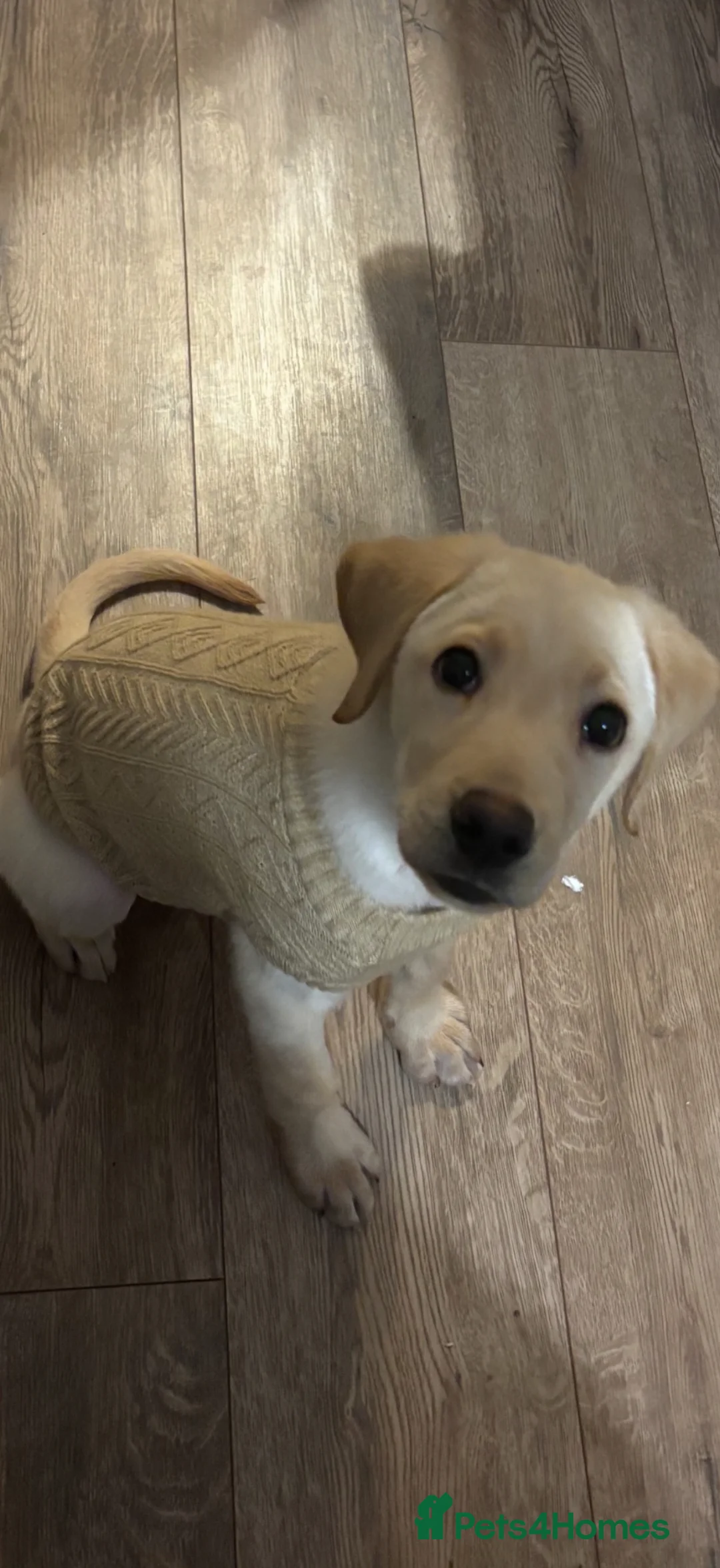 Labrador Retriever dogs for sale: 7 month old Labrador male in Saint Helens - Advert 5