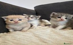 Mixed Breed cats for sale: Half ragdoll fluffy kittens  - Image 2