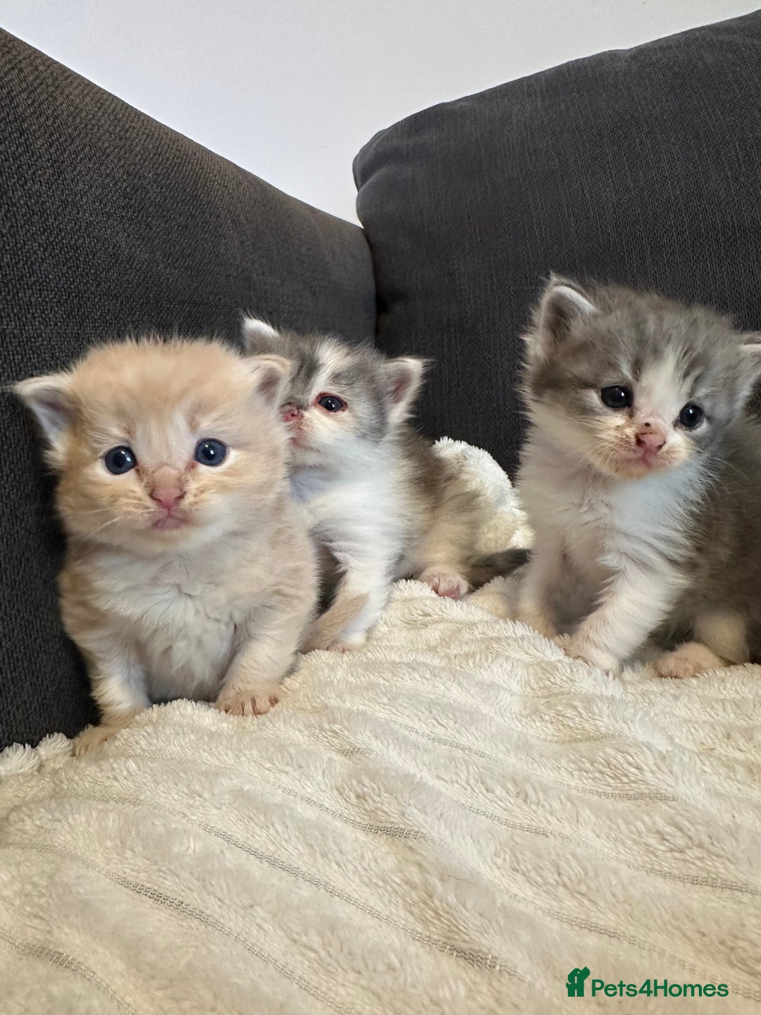 Mixed Breed cats for sale: Half ragdoll fluffy kittens  - Image 2