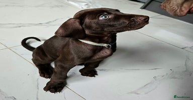 Mixed Breed dogs - Advert 11