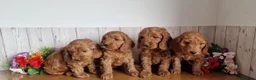 Cavapoo dogs for sale: BEAUTIFUL RED TOY CAVAPOO PUPPIES in Waltham Cross - Advert 2