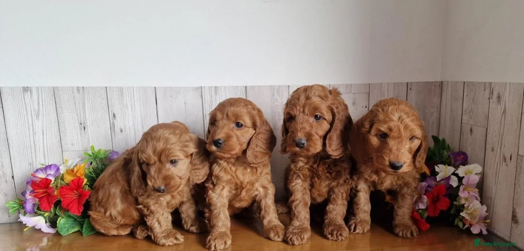 Cavapoo dogs for sale: BEAUTIFUL RED TOY CAVAPOO PUPPIES in Waltham Cross - Advert 2