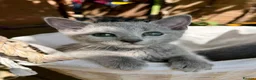 Russian Blue cats for sale: 🐾Champion Line TICA Russian Blue Kittens 🐾 - Advert 19