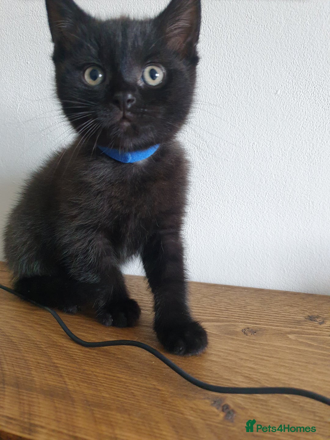 British Shorthair cats for sale: BSH Kittens  - Advert 4