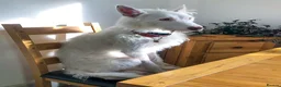 Ibizan Hound dogs for adoption: Babu - Stunning Spanish Podenco  - Advert 16