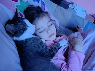 Mixed Breed cats TOMMY -a very friendly boy who needs a Loving Home - Advert 3