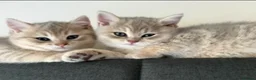 Brazilian Shorthair cats for sale: 2 Girls | Fully Pedigree British Shorthair | GCCF  - Advert 7