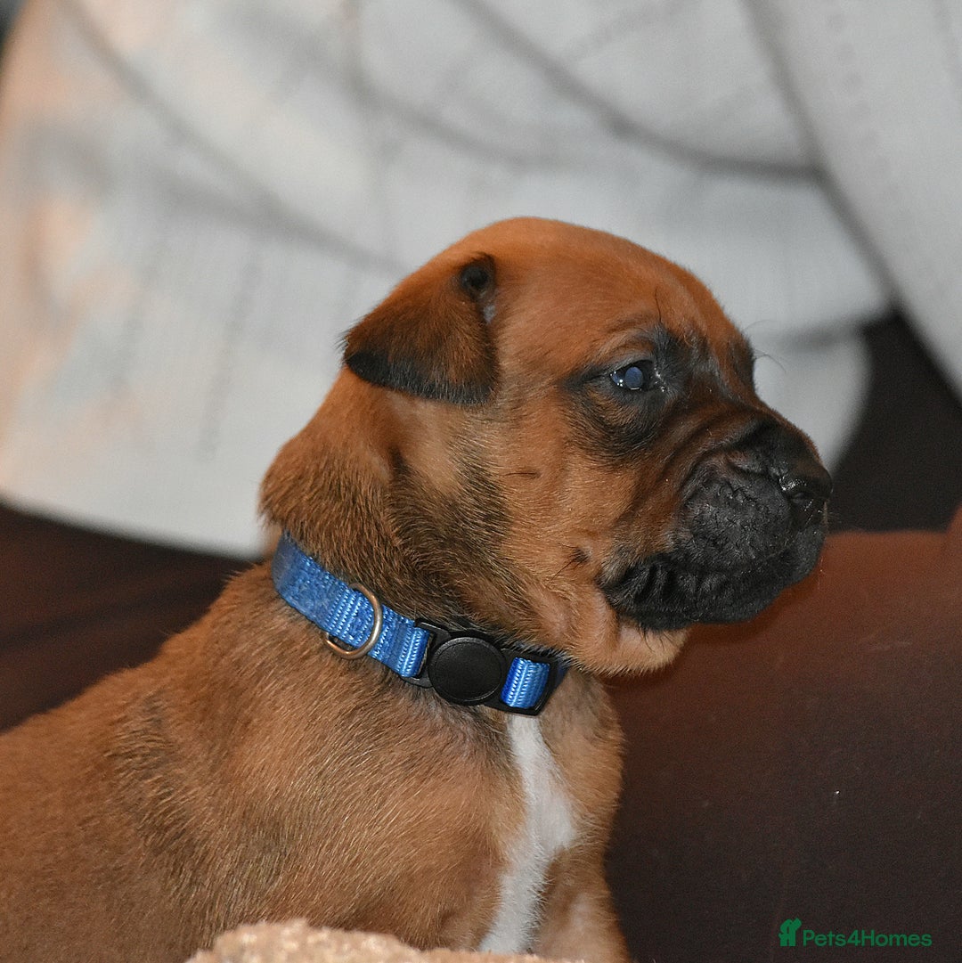 Belgian Shepherd Dog dogs for sale: Bullherders top working lines  - Image 14