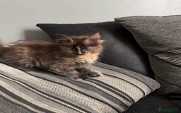 Maine Coon cats for sale: Maine coon and maine coon cross kittens ready.  - Image 10