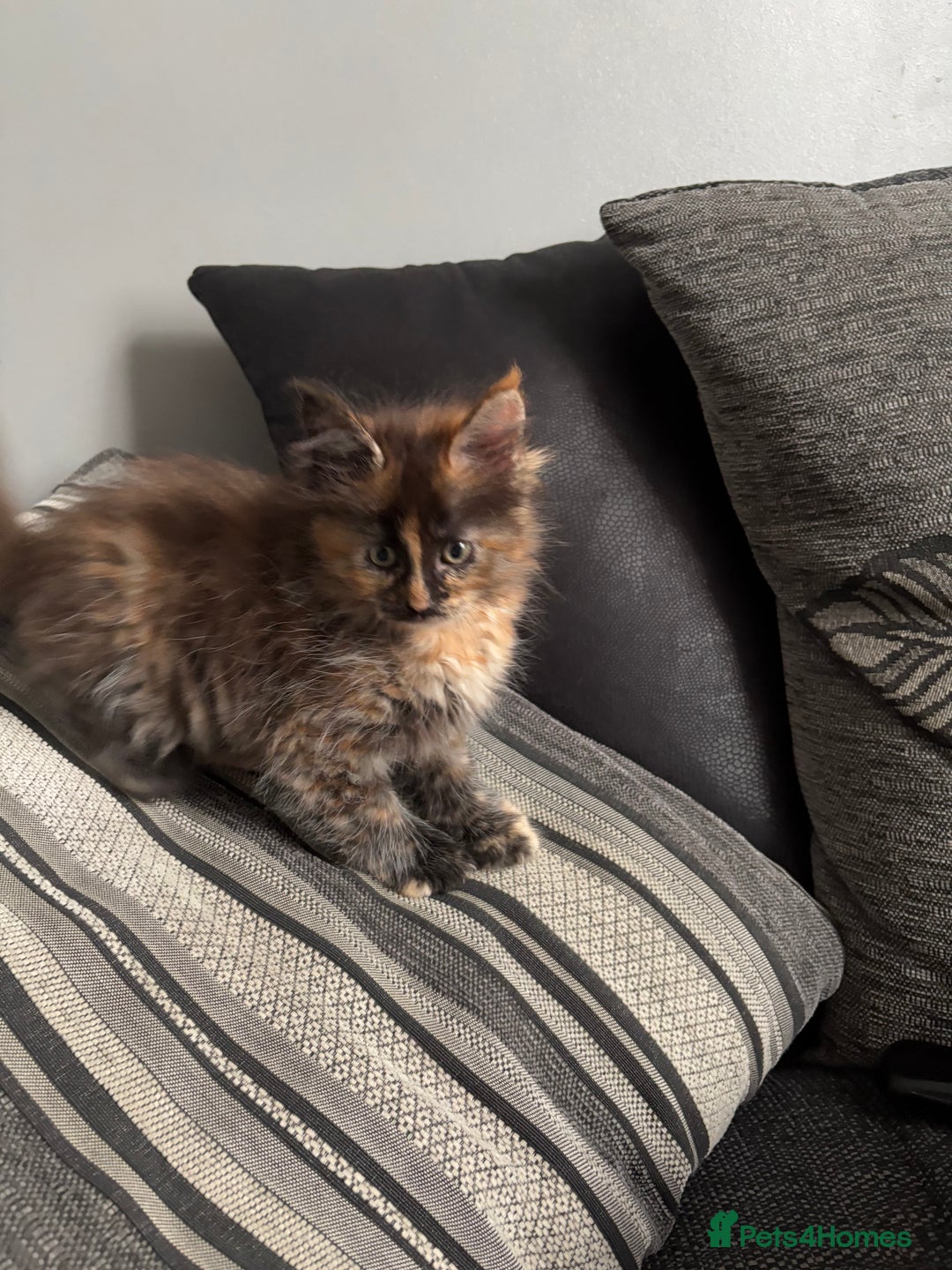 Maine Coon cats for sale: Maine coon and maine coon cross kittens ready.  - Image 10