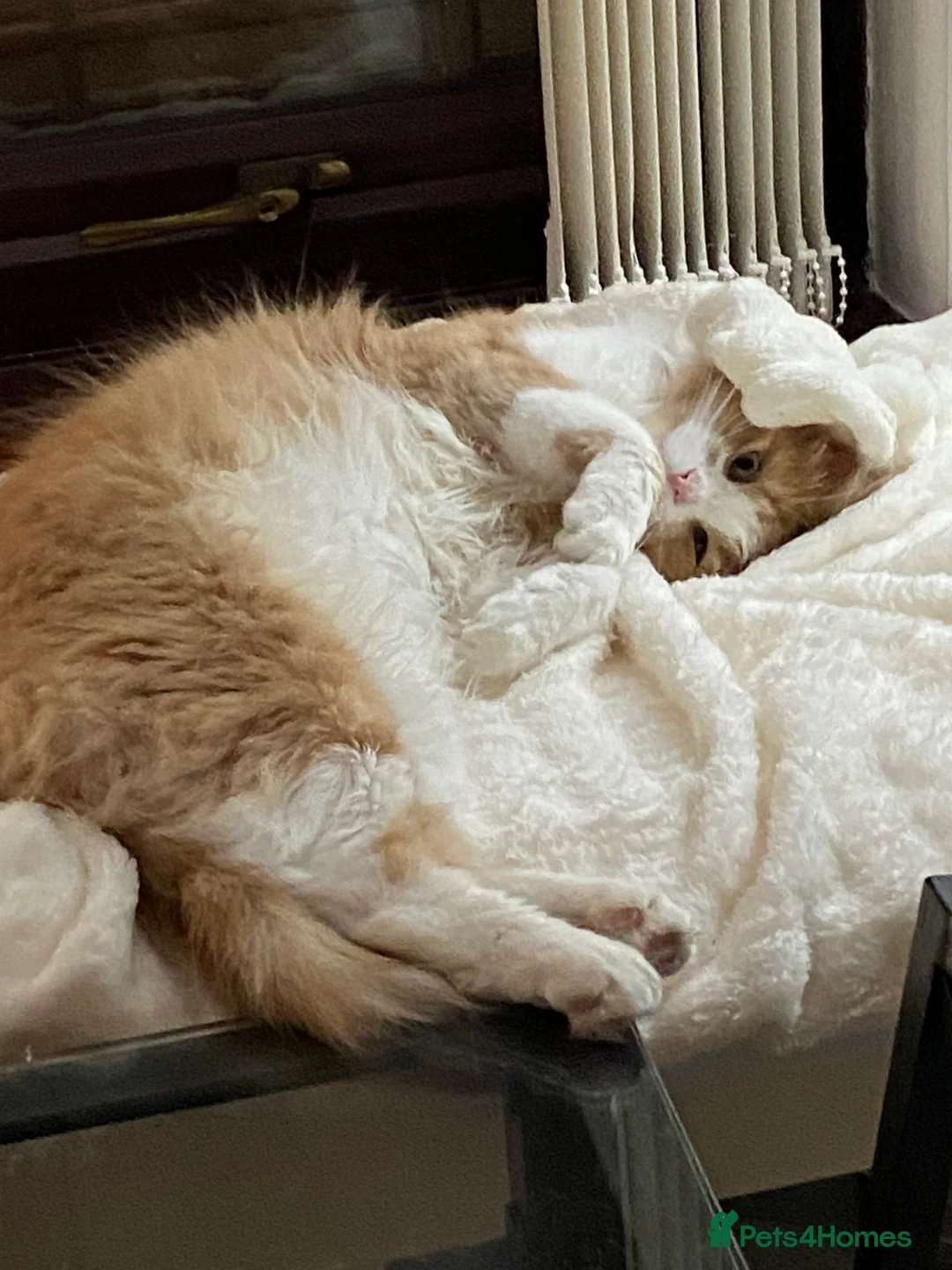 Mixed Breed cats for sale: MAIN COON MIX SIBLINGS  - Advert 5