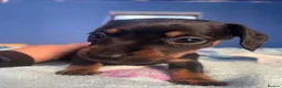 Dachshund dogs for sale: Beautiful dachshund/sausage dog pups for sale  - Advert 7